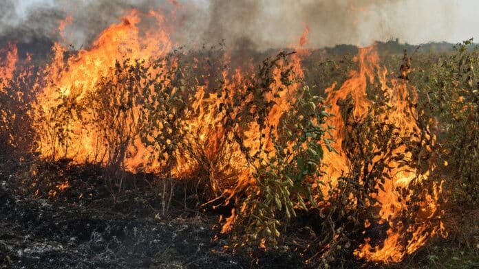 10 बीघा गेहूं की फसल जलकर खत्म.