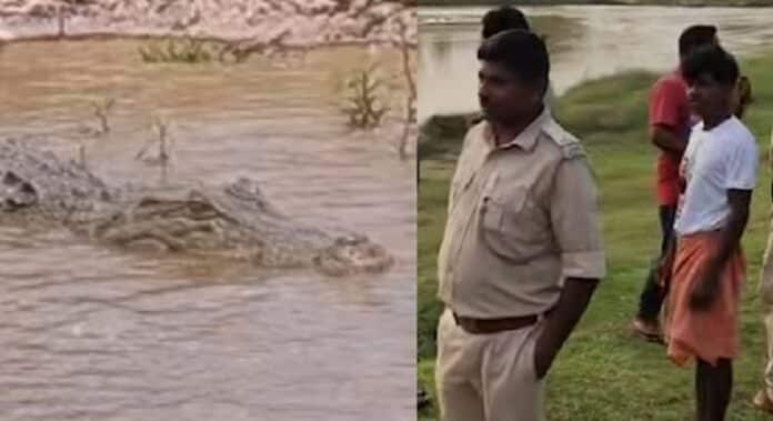 गेरुवा नदी में मगरमच्छ